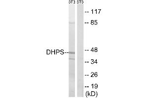 Western blot analysis of extracts from 3T3 cells, using DHPS antibody. (DHPS antibody)