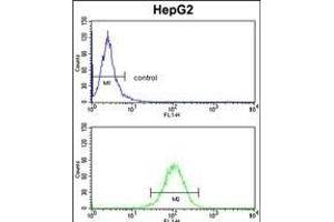 HOMER1 Antibody (N-term) (ABIN391469 and ABIN2841440) flow cytometry analysis of HepG2 cells (bottom histogram) compared to a negative control cell (top histogram). (HOMER1 antibody  (N-Term))