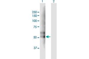 Western Blot analysis of TMPRSS2 expression in transfected 293T cell line by TMPRSS2 MaxPab polyclonal antibody.