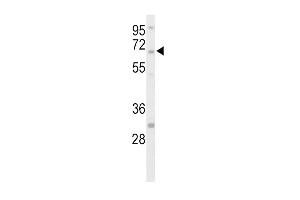 Western blot analysis of hSTEP- (ABIN392843 and ABIN2842266) in HepG2 cell line lysates (35 μg/lane). (PTPN5 antibody  (N-Term))