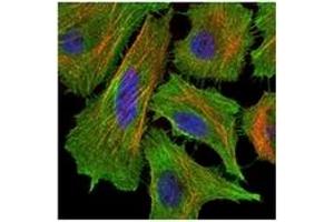 Immunofluorescence (IF) image for anti-TNF Receptor Superfamily, Member 6 (FAS) antibody (ABIN1106616) (FAS antibody)