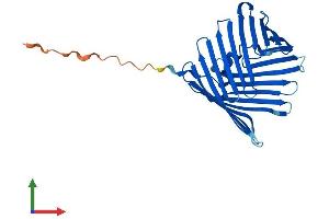 Protein Structure (PS) image for Translocase of Outer Mitochondrial Membrane 40 Like (TOMM40L) (AA 1-308) protein (His tag) (ABIN7544648)