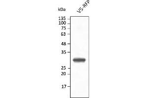 Western Blotting (WB) image for anti-Red Fluorescent Protein (RFP) antibody (DyLight 488) (ABIN7273108) (RFP antibody  (DyLight 488))