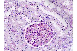 Anti-IFITM2 antibody IHC staining of human kidney. (IFITM2 antibody  (AA 1-30))