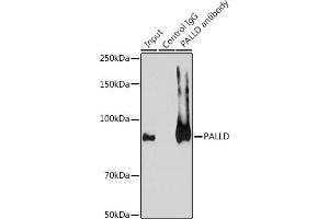 Immunoprecipitation analysis of 200 μg extracts of A-549 cells using 3 μg PALLD antibody .