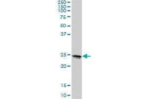 LOC399818 MaxPab polyclonal antibody. (METTL10 antibody  (AA 1-192))