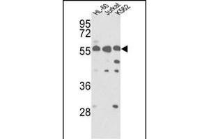 Western blot analysis of hPRKCABP- (ABIN391109 and ABIN2841240) in HL-60, Jurkat, K562 cell line lysates (35 μg/lane). (PICK1 antibody  (C-Term))