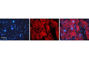 Rabbit Anti-ERP29 Antibody   Formalin Fixed Paraffin Embedded Tissue: Human heart Tissue Observed Staining: Cytoplasmic Primary Antibody Concentration: 1:100 Other Working Concentrations: N/A Secondary Antibody: Donkey anti-Rabbit-Cy3 Secondary Antibody Concentration: 1:200 Magnification: 20X Exposure Time: 0. (ERP29 antibody  (N-Term))