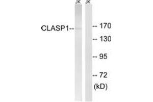 Western blot analysis of extracts from Jurkat cells, using CLASP1 Antibody. (CLASP1 antibody  (AA 1171-1220))