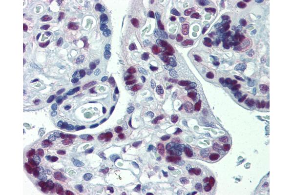 CUL9 antibody