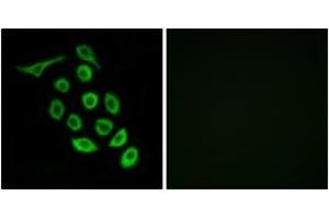 Immunofluorescence (IF) image for anti-Ribosomal Protein S12 (RPS12) (AA 83-132) antibody (ABIN2890061) (RPS12 antibody  (AA 83-132))