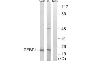 Western blot analysis of extracts from K562 cells and Jurkat cells, using PEBP1 antibody. (PEBP1 antibody  (Internal Region))
