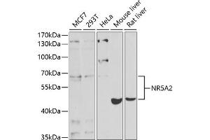 Western blot analysis of extracts of various cell lines, using NR5 antibody (ABIN6127421, ABIN6144833, ABIN6144835 and ABIN6221444) at 1:1000 dilution. (NR5A2 + LRH1 antibody  (AA 206-495))