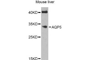 Western blot analysis of extracts of mouse liver, using AQP5 Antibody (ABIN6003635) at 1/1000 dilution.