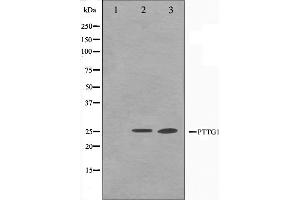 Western blot analysis on Jurkat and K562 cell lysate using PTTG1 Antibody,The lane on the left is treated with the antigen-specific peptide. (PTTG1 antibody  (Internal Region))