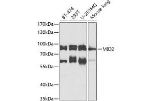 Western blot analysis of extracts of various cell lines, using MID2 antibody (ABIN6128234, ABIN6143837, ABIN6143838 and ABIN6224347) at 1:1000 dilution. (Midline 2 antibody  (AA 476-705))