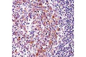 VASP antibody immunohistochemistry analysis in formalin fixed and paraffin embedded human tonsil tissue. (VASP antibody  (AA 267-296))