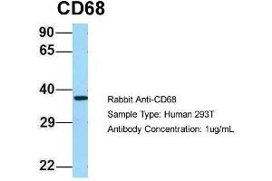 Host: Rabbit  Target Name: CD68  Sample Tissue: Human 293T  Antibody Dilution: 1. (CD68 antibody  (N-Term))