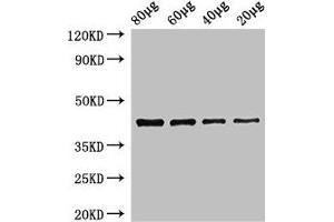 Western Blot Positive WB detected in: Zebrafish tissue 80 μg, 60 μg, 40 μg, 20 μg All lanes: egfra antibody at 3. (egfra antibody  (AA 21-389))