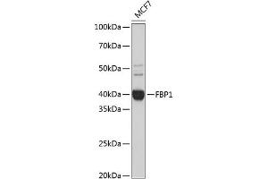 Western blot analysis of extracts of MCF7 cells, using FBP1 Rabbit mAb (ABIN7267269) at 1:1000 dilution. (FBP1 antibody)