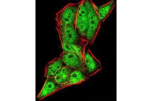 Immunofluorescence analysis of HeLa cells using DDX20 mouse mAb (green). (DDX20 antibody  (AA 725-824))