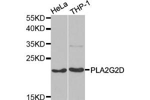 Western blot analysis of extracts of various cell lines, using PLA2G2D antibody (ABIN5974036) at 1/1000 dilution. (PLA2G2D antibody)