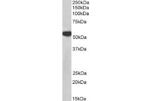Image no. 5 for anti-Polypyrimidine Tract Binding Protein 1 (PTBP1) antibody (ABIN5874678) (PTBP1 antibody)