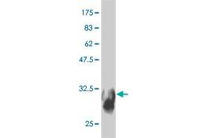Western Blot detection against Immunogen (31. (SYT11 antibody  (AA 84-139))