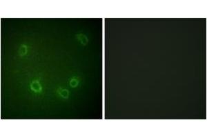 Immunofluorescence analysis of COS7 cells, using Nonvoltage-gated Sodium Channel 1 (Phospho-Thr615) Antibody. (Nonvoltage-Gated Sodium Channel 1 (AA 581-630), (pThr615) antibody)