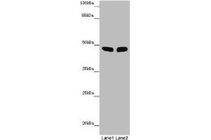 Western blot All lanes: FBL21 antibody at 10 μg/mL Lane 1: Mouse heart tissue Lane 2: Mouse skeletal muscle tissue Secondary Goat polyclonal to rabbit IgG at 1/10000 dilution Predicted band size: 49 kDa Observed band size: 49 kDa (FBXL21 antibody  (AA 78-137))