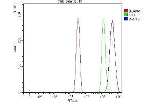 Flow Cytometry analysis of SiHa cells using anti-RRP1B antibody (ABIN7600561). (RRP1B antibody  (AA 20-727))