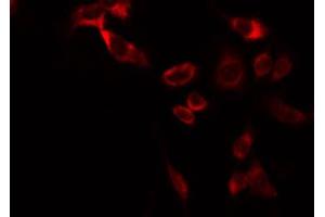 ABIN6266894 staining RAW264. (COX11 antibody  (Internal Region))