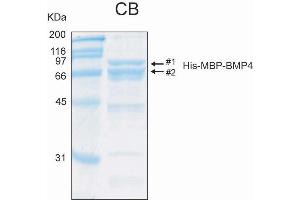 10% SDS-PAGE stained with Coomassie Blue (CB) and peptide fingerprinting by MALDI-TOF mass spectrometry (BMP4 Protein (AA 25-408) (His-MBP))