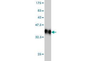 Western Blot detection against Immunogen (36. (MAPK10 antibody  (AA 219-319))
