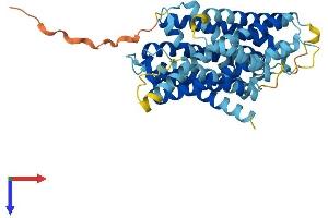 Solute Carrier Family 38, Member 8 (SLC38A8) (AA 1-432) protein (His tag)