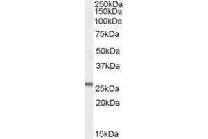 Western Blotting (WB) image for Glutathione Peroxidase 3 (Plasma) (GPX3) peptide (ABIN369491) (Glutathione Peroxidase 3 (Plasma) (GPX3) Peptide)