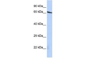 OLFML2A antibody used at 1 ug/ml to detect target protein. (OLFML2A antibody  (N-Term))
