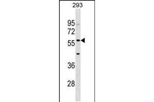 Western blot analysis in 293 cell line lysates (35ug/lane). (IFIT2 antibody  (AA 307-335))