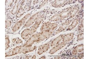 Immunoperoxidase of purified MaxPab antibody to EAF1 on formalin-fixed paraffin-embedded human stomach. (EAF1 antibody  (AA 1-268))