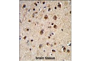 Formalin-fixed and paraffin-embedded human brain tissue reacted with ADRBK2 Antibody (N-term), which was peroxidase-conjugated to the secondary antibody, followed by DAB staining. (ADRBK2 antibody  (N-Term))