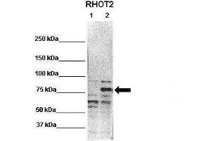 WB Suggested Anti-RHOT2 Antibody  Positive Control: Lane 1: 20ug untransfected HEK293T Lane 2: 20ug RHOT2 transfected HEK293T  Primary Antibody Dilution :  1:1000 Secondary Antibody : Anti-rabbit-HRP  Secondry Antibody Dilution :  1:2000 Submitted by: Jin-Mi Heo (RHOT2 antibody  (N-Term))