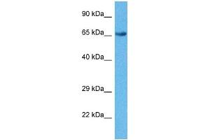 Western Blotting (WB) image for anti-G-Protein Signaling Modulator 2 (GPSM2) (N-Term) antibody (ABIN2784504)