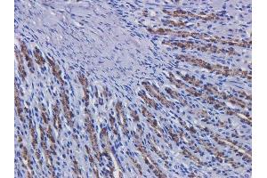 Immunohistochemical staining of rat stomach tissue using anti-EGFR antibody  Matuzumab. (Recombinant EGFR (Matuzumab Biosimilar) antibody  (Extracellular Domain))