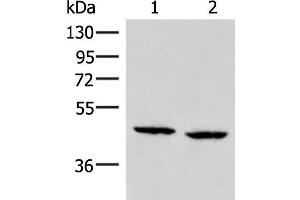 Western blot analysis of PC3 and Hela cell lysates using ZFYVE27 Polyclonal Antibody at dilution of 1:350