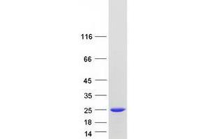 Validation with Western Blot (PPP1R14B Protein (Myc-DYKDDDDK Tag))