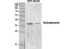 Western Blot analysis of various cells using Nucleophosmin Polyclonal Antibody diluted at 1:2000. (NPM1 antibody  (AA 10-90))