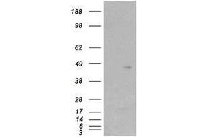 Image no. 2 for anti-Src Kinase Associated Phosphoprotein 2 (SKAP2) (C-Term) antibody (ABIN374180) (SKAP2 antibody  (C-Term))