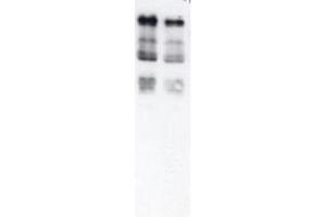 Western blot of Ubiquitin. (Ubiquitin antibody)