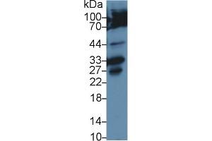 Western Blot; Sample: Human Hela cell lysate; Primary Ab: 2µg/ml Rabbit Anti-Rat CASP3 Antibody Second Ab: 0.