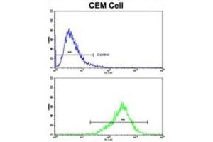 Flow Cytometry (FACS) image for anti-Transglutaminase 4 (Prostate) (TGM4) antibody (ABIN3002879) (TGM4 antibody)